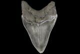 Serrated, Fossil Megalodon Tooth - Georgia #109343-1